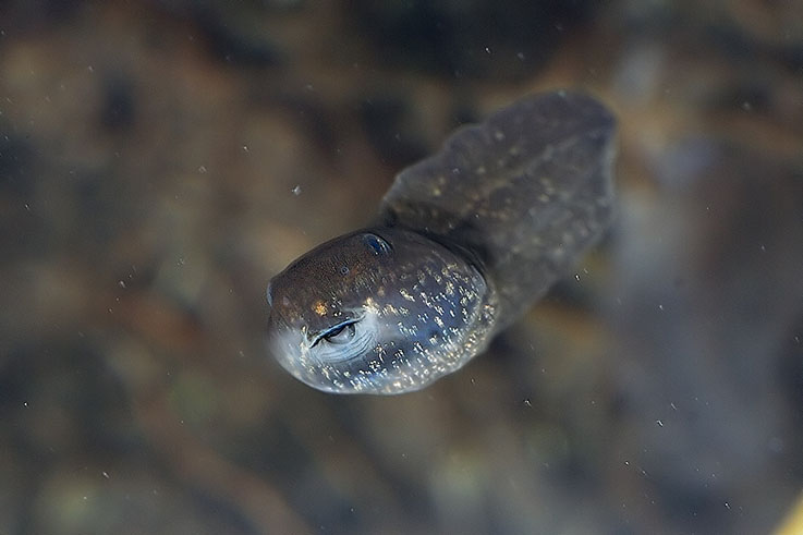 Girini Rana temporaria